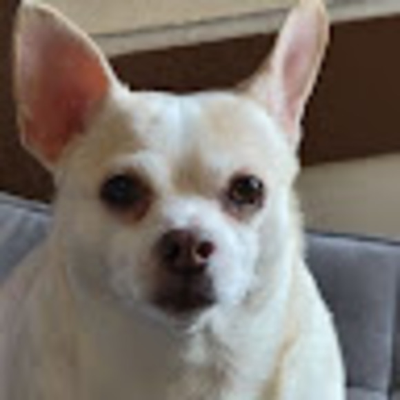 Meet your Posher, Libby - Picture 1 of 1